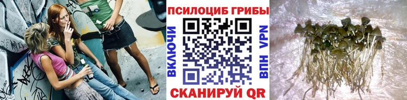 Галлюциногенные грибы прущие грибы  Приозерск 